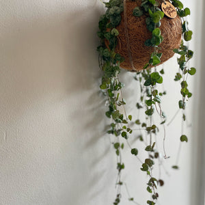 Handmade kokí using coco fibre. string of hearts, hanging plants with handmade macrame hanger