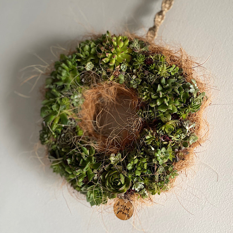 living wreath using sedums. plants in a wreath, handmade. 
