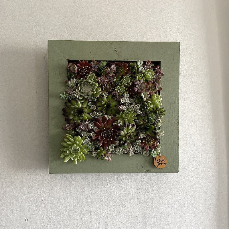 living walls with our living paintings. handmade wooden frame planted with plants. sedums Semperviviums.