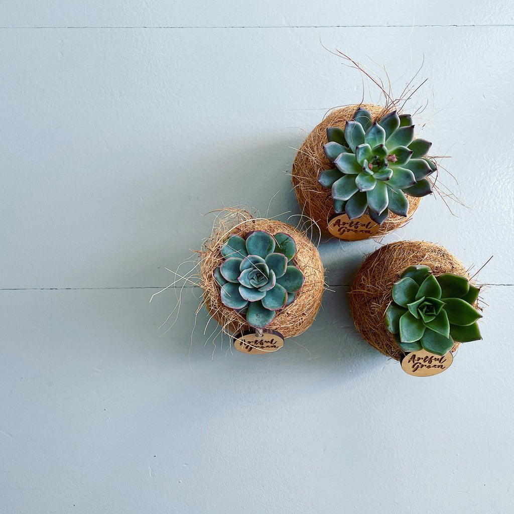 Mini Kokí Workshop Thurs 4th March @7pm